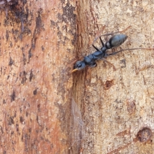 Myrmecia sp., pilosula-group at Bibbenluke Common - 9 Dec 2023 11:01 AM