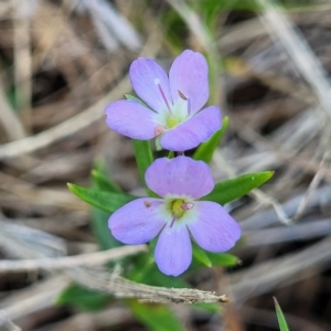 Veronica gracilis at Bibbenluke Common - 9 Dec 2023