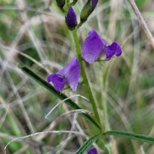 Glycine clandestina at Bibbenluke Common - 9 Dec 2023 10:59 AM