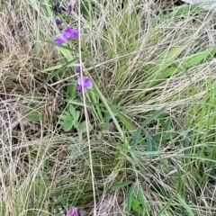 Glycine clandestina at Bibbenluke Common - 9 Dec 2023 10:59 AM