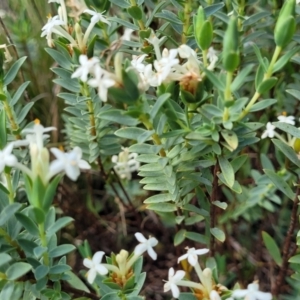 Pimelea linifolia subsp. caesia at Bibbenluke Common - 9 Dec 2023 10:57 AM