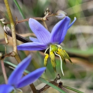 Dianella revoluta var. revoluta at Bibbenluke Common - 9 Dec 2023 10:57 AM