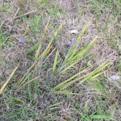 Dianella revoluta var. revoluta at Bibbenluke Common - 9 Dec 2023