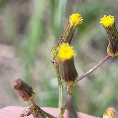 Senecio quadridentatus (Cotton Fireweed) at Bibbenluke Common - 9 Dec 2023 by trevorpreston