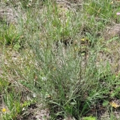 Senecio quadridentatus at Bibbenluke Common - 9 Dec 2023