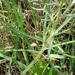 Senecio quadridentatus at Bibbenluke Common - 9 Dec 2023