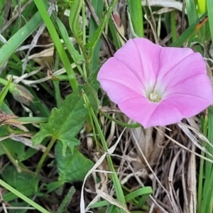 Convolvulus angustissimus subsp. angustissimus at Bibbenluke Common - 9 Dec 2023