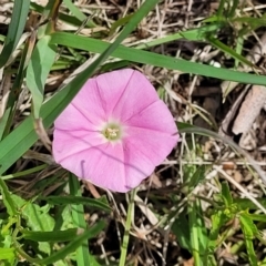 Convolvulus angustissimus subsp. angustissimus at Bibbenluke Common - 9 Dec 2023 10:55 AM