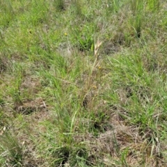 Themeda triandra at Bibbenluke Common - 9 Dec 2023 10:54 AM