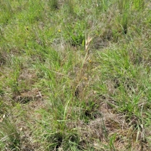 Themeda triandra at Bibbenluke Common - 9 Dec 2023 10:54 AM