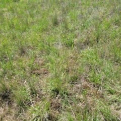 Themeda triandra at Bibbenluke Common - 9 Dec 2023 10:54 AM