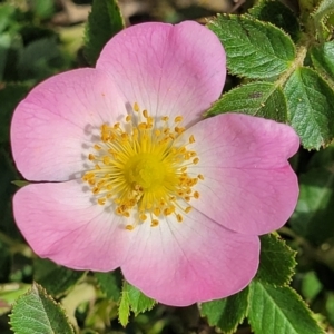 Rosa rubiginosa at Bibbenluke Common - 9 Dec 2023 10:43 AM