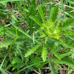 Potentilla recta at Bibbenluke Common - 9 Dec 2023