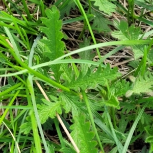 Potentilla recta at Bibbenluke Common - 9 Dec 2023