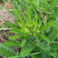 Potentilla recta at Bibbenluke Common - 9 Dec 2023