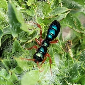 Diamma bicolor at Bibbenluke Common - 9 Dec 2023