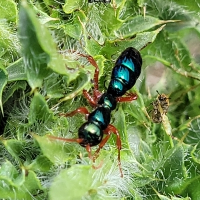 Diamma bicolor (Blue ant, Bluebottle ant) at Bibbenluke Common - 9 Dec 2023 by trevorpreston