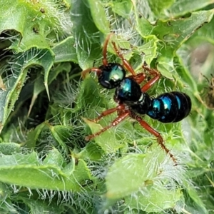 Diamma bicolor at Bibbenluke Common - 9 Dec 2023