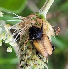 Phyllotocus rufipennis (Nectar scarab) at Bibbenluke Common - 8 Dec 2023 by trevorpreston