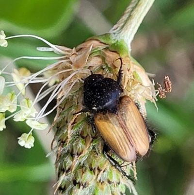 Phyllotocus rufipennis (Nectar scarab) at Bibbenluke Common - 9 Dec 2023 by trevorpreston