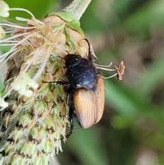 Phyllotocus rufipennis at Bibbenluke Common - 9 Dec 2023