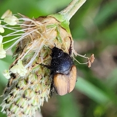 Phyllotocus rufipennis at Bibbenluke Common - 9 Dec 2023 10:38 AM