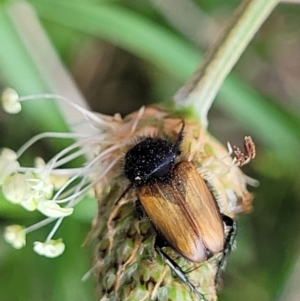 Phyllotocus rufipennis at Bibbenluke Common - 9 Dec 2023 10:38 AM