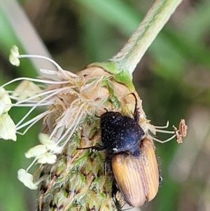 Phyllotocus rufipennis at Bibbenluke Common - 9 Dec 2023 10:38 AM
