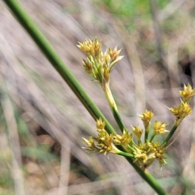 Juncus (genus) (A Rush) at Bibbenluke Common - 9 Dec 2023 by trevorpreston