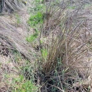 Juncus sp. at Bibbenluke Common - 9 Dec 2023