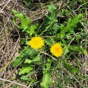 Taraxacum sect. Taraxacum at Bibbenluke Common - 9 Dec 2023 10:34 AM