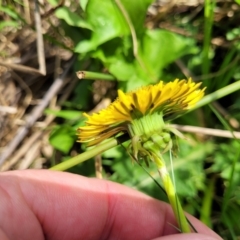 Taraxacum sect. Taraxacum at Bibbenluke Common - 9 Dec 2023 10:34 AM