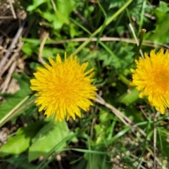 Taraxacum sect. Taraxacum at Bibbenluke Common - 9 Dec 2023 10:34 AM