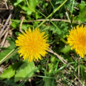 Taraxacum sect. Taraxacum at Bibbenluke Common - 9 Dec 2023