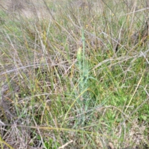 Tragopogon dubius at Bibbenluke Common - 9 Dec 2023