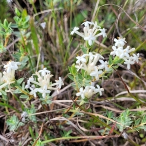 Pimelea linifolia subsp. caesia at Bibbenluke Common - 9 Dec 2023