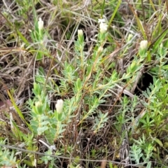 Pimelea linifolia subsp. caesia at Bibbenluke Common - 9 Dec 2023