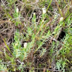 Pimelea linifolia subsp. caesia at Bibbenluke Common - 9 Dec 2023 10:31 AM