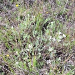 Pimelea linifolia subsp. caesia at Bibbenluke Common - 9 Dec 2023