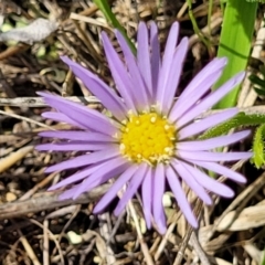 Calotis glandulosa (Mauve Burr-daisy) at Bibbenluke Common - 8 Dec 2023 by trevorpreston