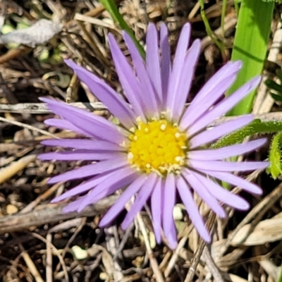 Calotis glandulosa (Mauve Burr-daisy) at Bibbenluke Common - 9 Dec 2023 by trevorpreston