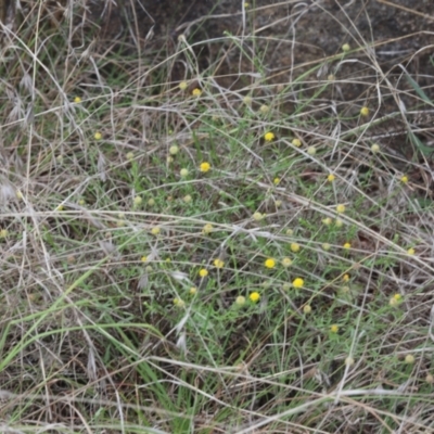 Calotis lappulacea (Yellow Burr Daisy) at Lyons, ACT - 9 Dec 2023 by ran452