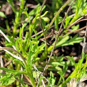 Vittadinia muelleri at Bibbenluke Common - 9 Dec 2023