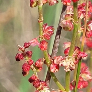 Rumex acetosella at Bibbenluke Common - 9 Dec 2023