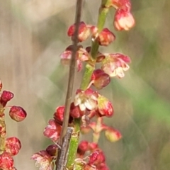 Rumex acetosella at Bibbenluke Common - 9 Dec 2023