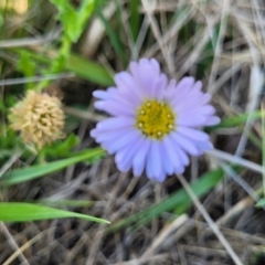 Calotis glandulosa (Mauve Burr-daisy) at Bibbenluke Common - 9 Dec 2023 by trevorpreston