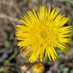 Podolepis hieracioides (Long Podolepis) at Bibbenluke Common - 8 Dec 2023 by trevorpreston