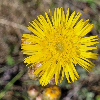 Podolepis hieracioides (Long Podolepis) at Bibbenluke Common - 8 Dec 2023 by trevorpreston