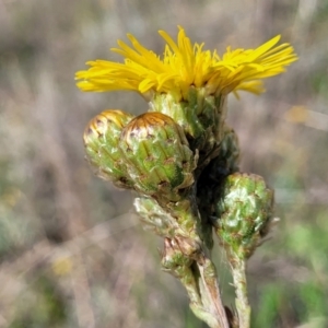 Podolepis hieracioides at Bibbenluke Common - 9 Dec 2023