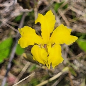 Velleia paradoxa at Bibbenluke Common - 9 Dec 2023